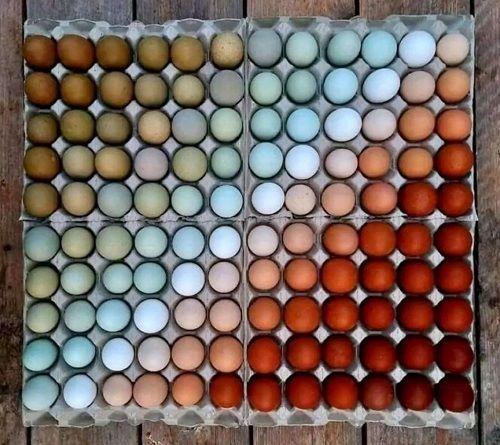 egg spectrum.jpg